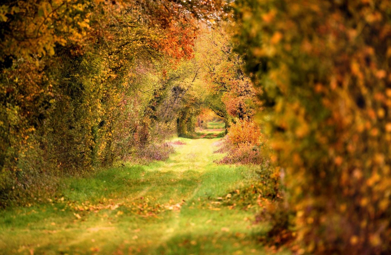 Chemin de la Romance