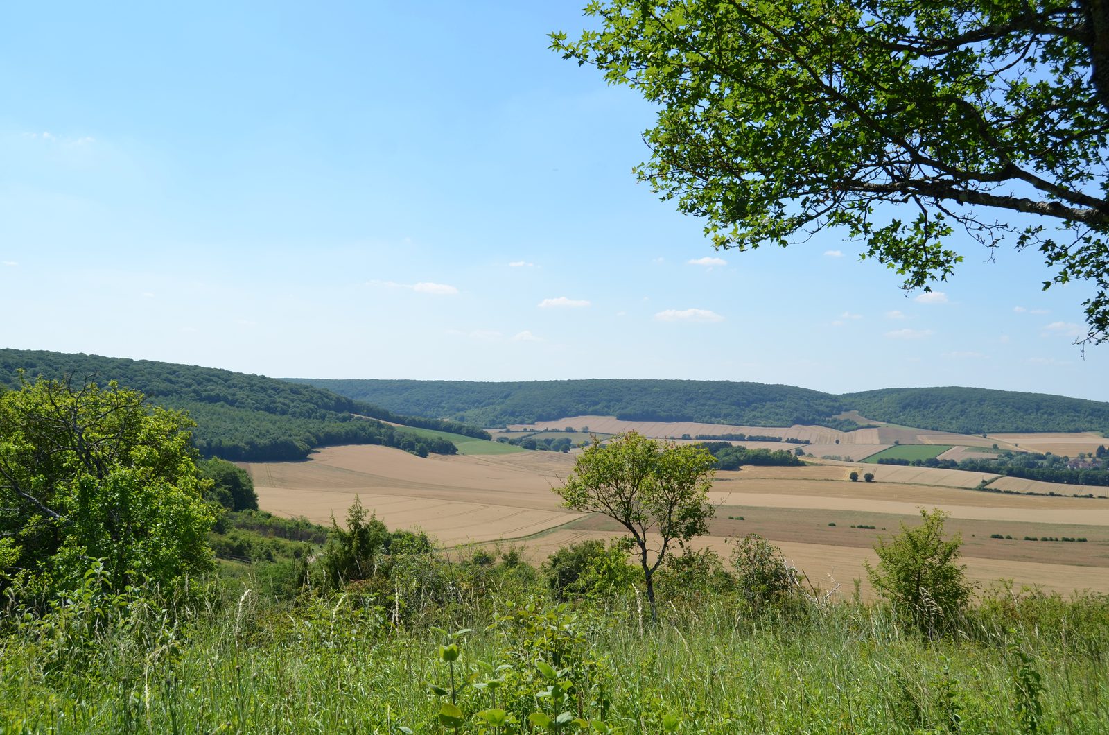 La butte aux orchidées